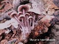 Mycena haematopus-amf1313-1